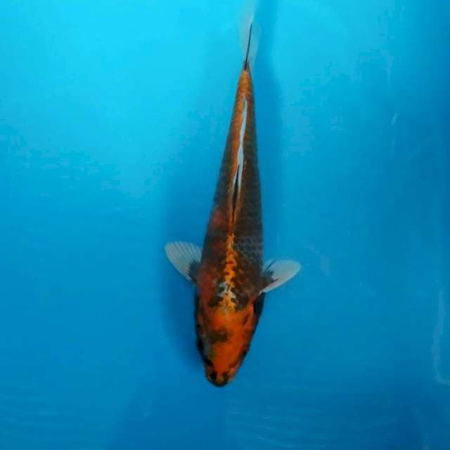 Kin showa 30cm