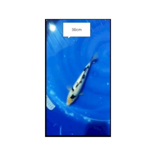 SIRO GINRIN 30 cm