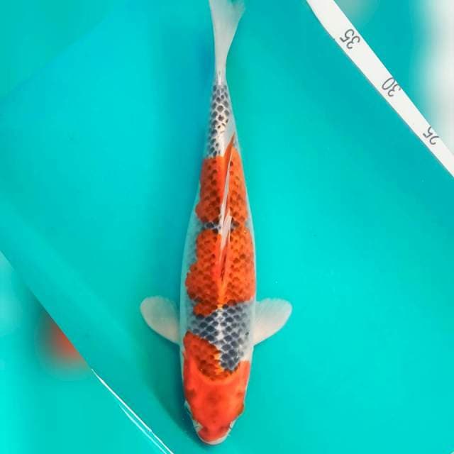 Goshiki strong 35cm 