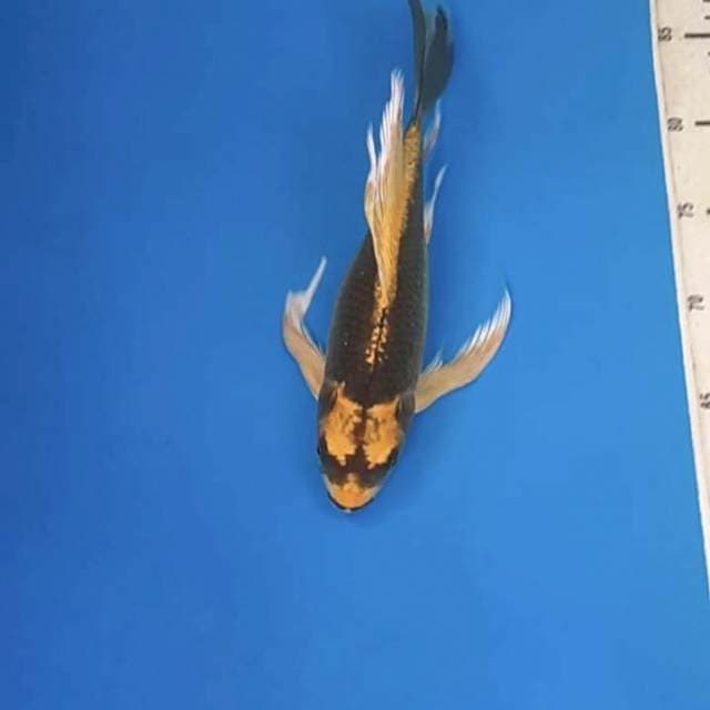 Kabuto slayer 30bu 