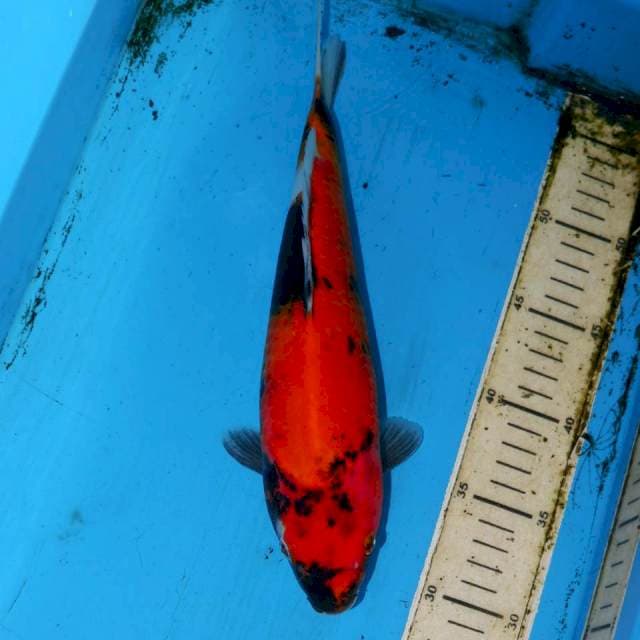 SHOWA 29cm