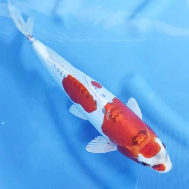 38 cm # BENI KIKO 