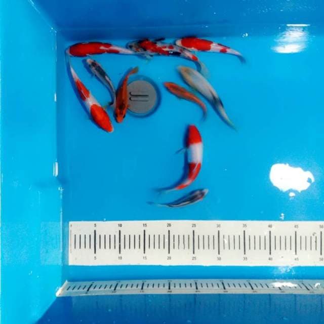 Mix koi merah cabe