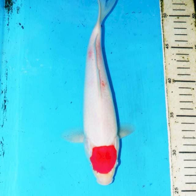 TANCHOU KOHAKU