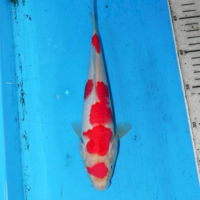 MARUTEN KOHAKU