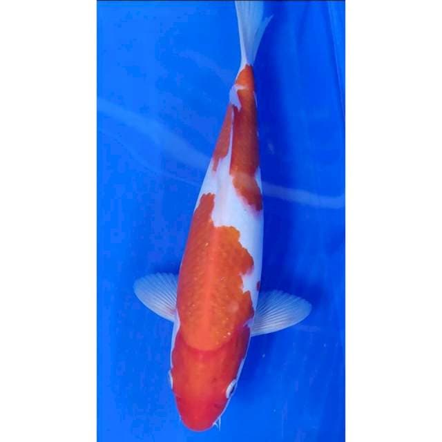 27 cm # KOHAKU
