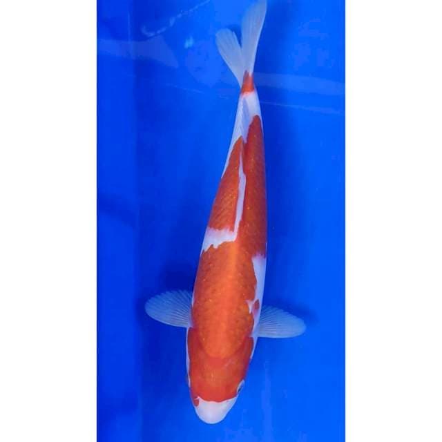 31 cm # KOHAKU 