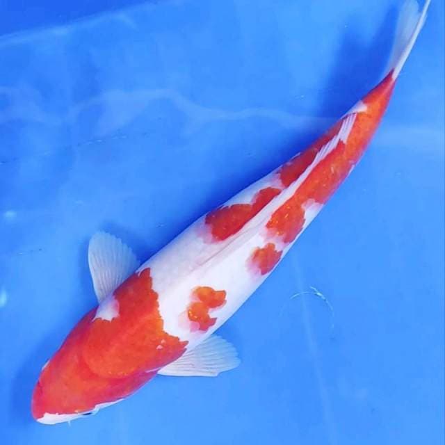 28 cm # KOHAKU 
