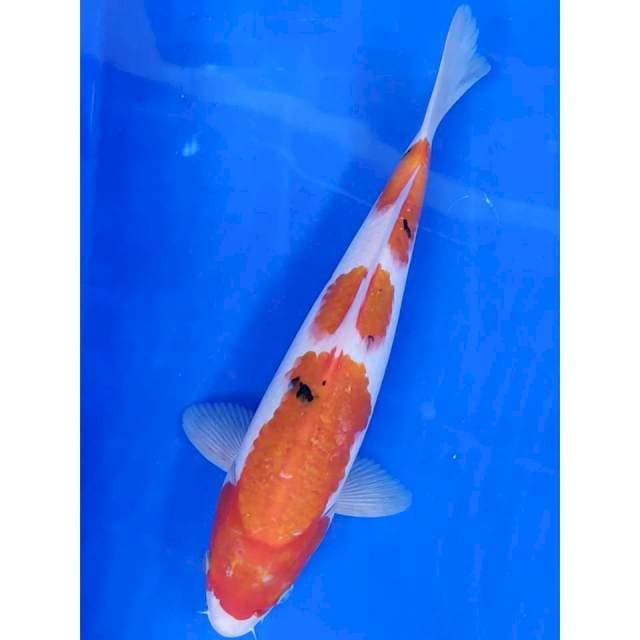 30 cm # SHANKE