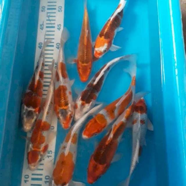 Goshiki 10 ekor 22-25 cm