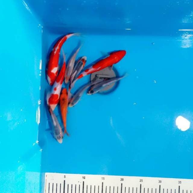 10 ekor asahi kohaku 13 sd 18cm