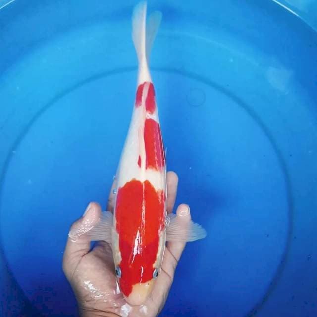 YAMANO ~ KOHAKU