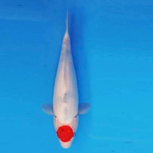 7. TANCHO SANKE