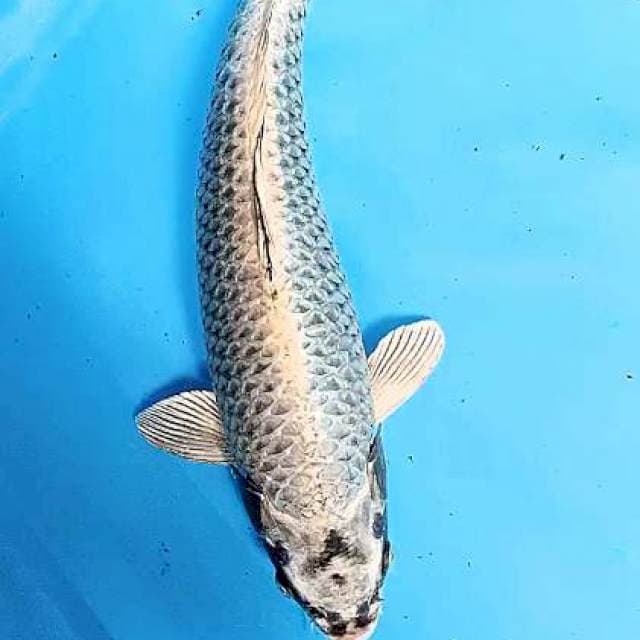 Jumbo male 50 bu/48 cm