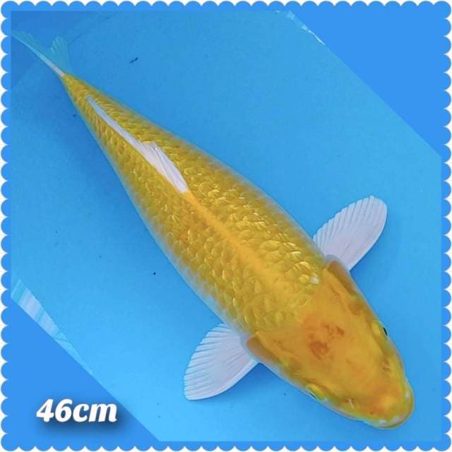 Yellow ogon gindrin 46cm
