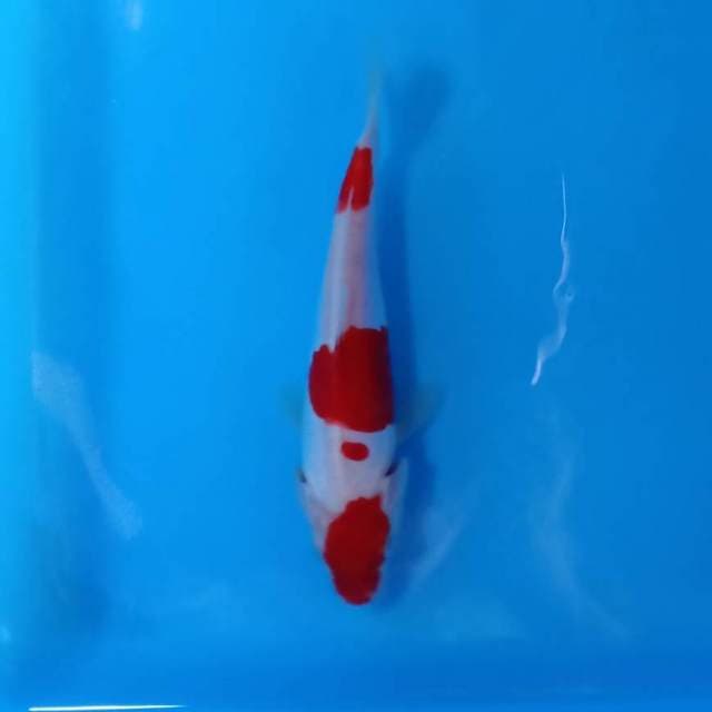 maruten kohaku merah cantik doitsu 17cm