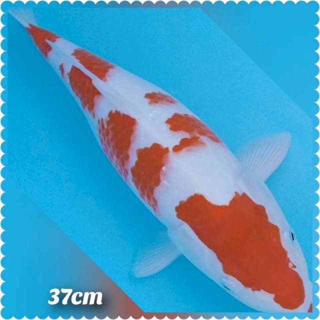 KOHAKU SINOVAC 37CM