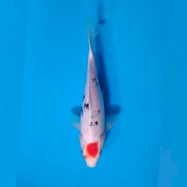 tanchoSanke _26