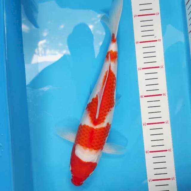 Kohaku Dainichi 