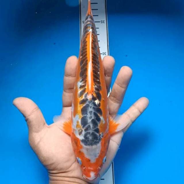 Shusui bulky