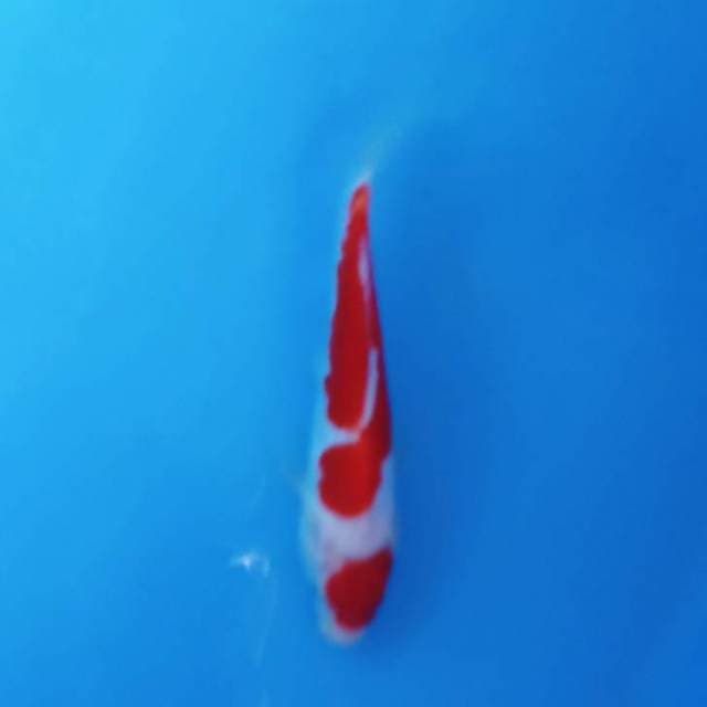 kohaku 17 cm doitsu