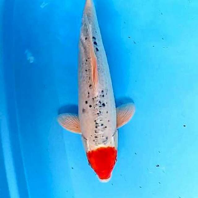 Tanco gosh male 40 cm
