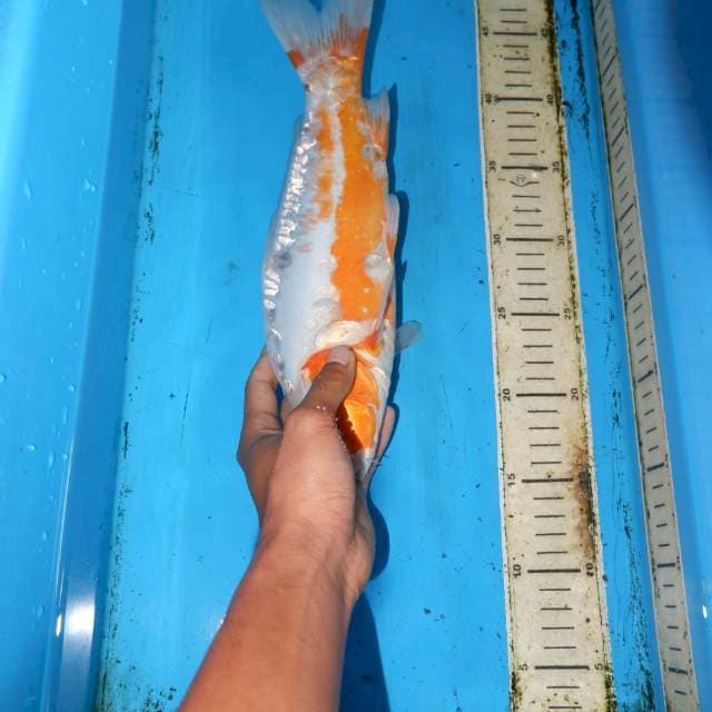 32cm SHUSUI CALON BAGUS