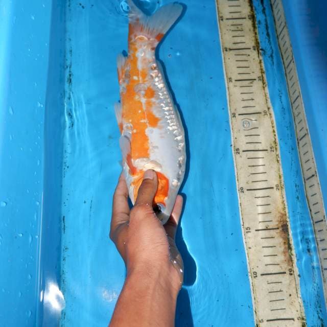 32cm SHUSUI CALON BAGUS
