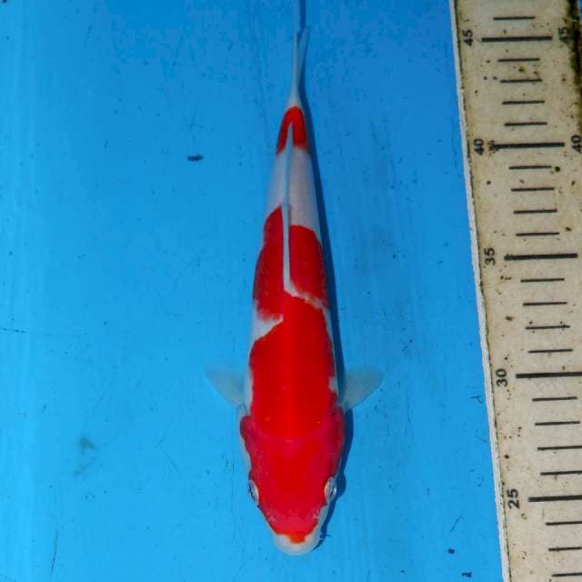 23CM KOHAKU BAGUS