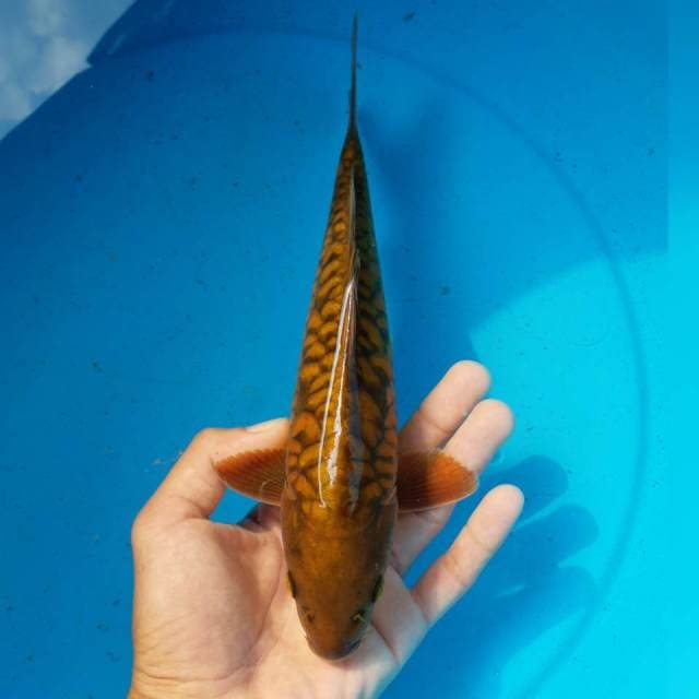 CHAGOI ARAGOKE MALE