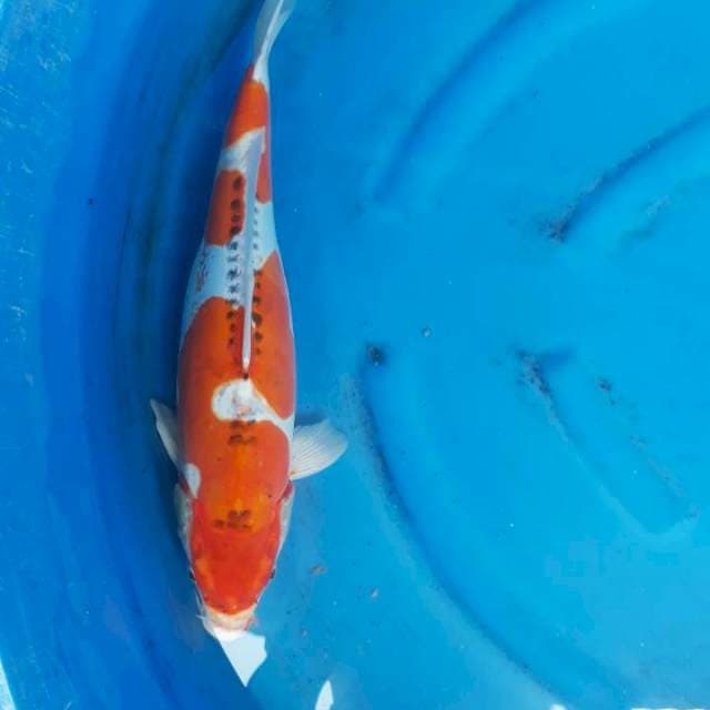 Khujaku doitsu  47cm 