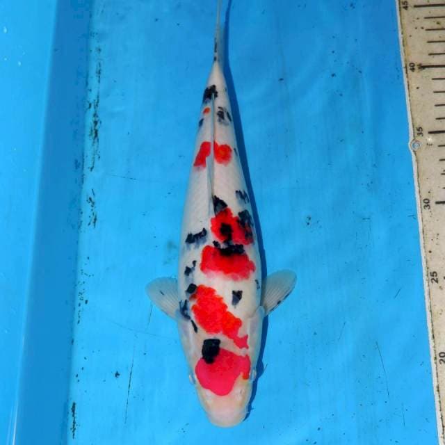 27CM MARUTEN SANKE SAKURA