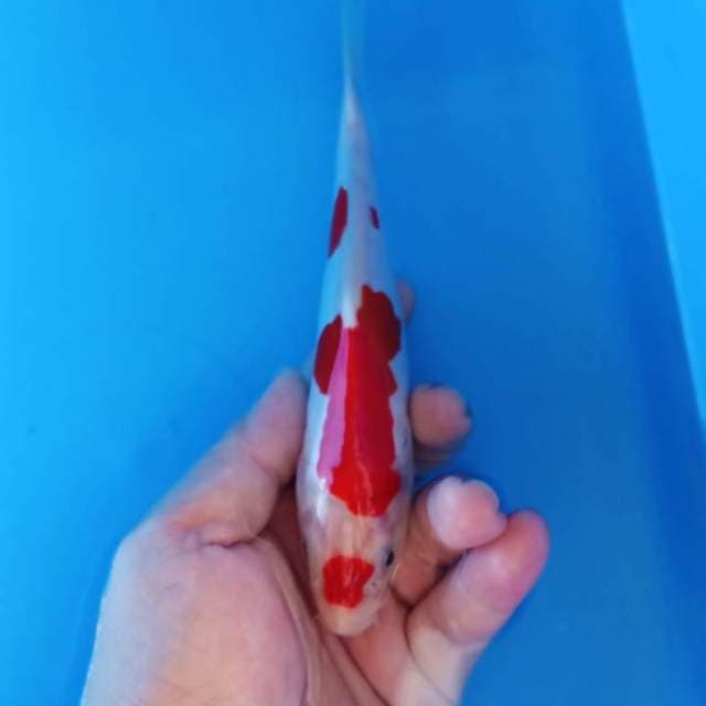 merah darah maruten doitsu 19cm
