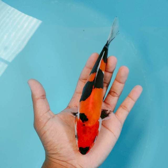 Showa doitshu 20cm