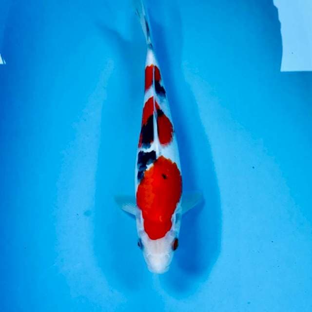 Sanke, 30 cm