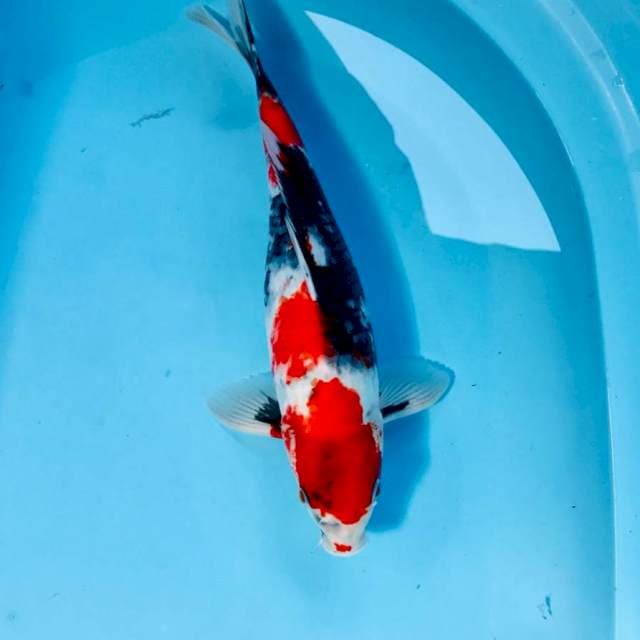 Showa, 35 cm