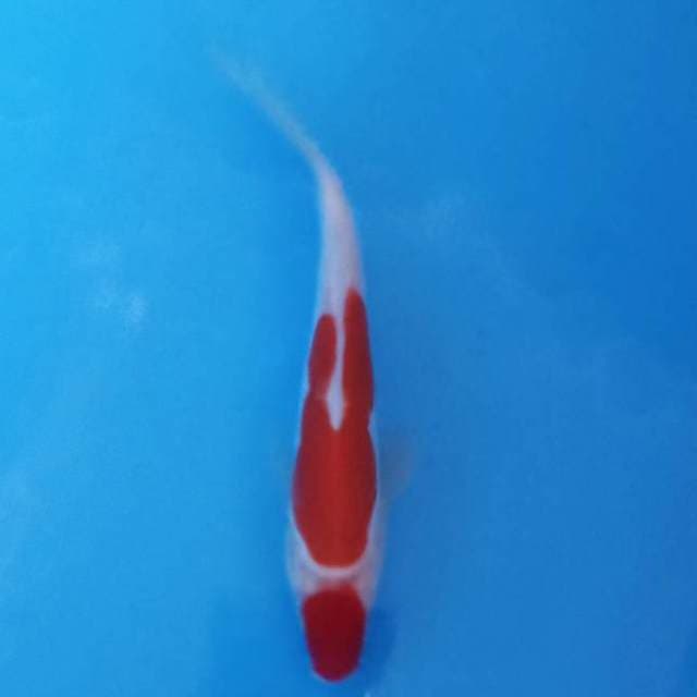 merah darah maruten doitsu 18cm