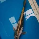 JT Kabuto F1 Marudo