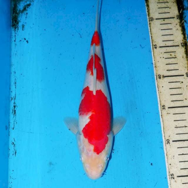 SIMETRIS KOHAKU