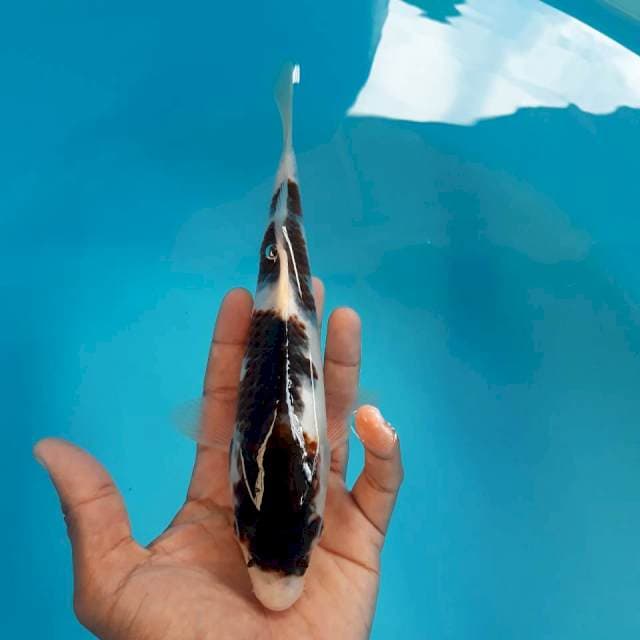 Black Kohaku Istimewa 23cm