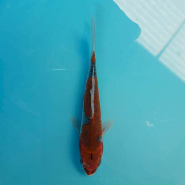 Goshiki Mantap 20cm