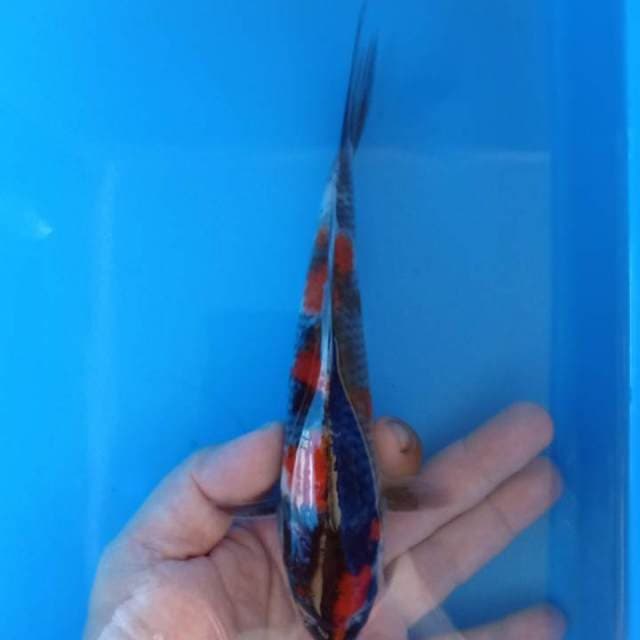 22cm calon premium sq