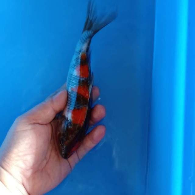 22cm calon premium sq