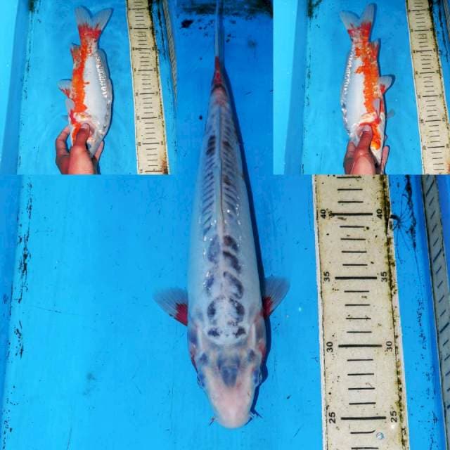 SHUSUI F1 • 31cm