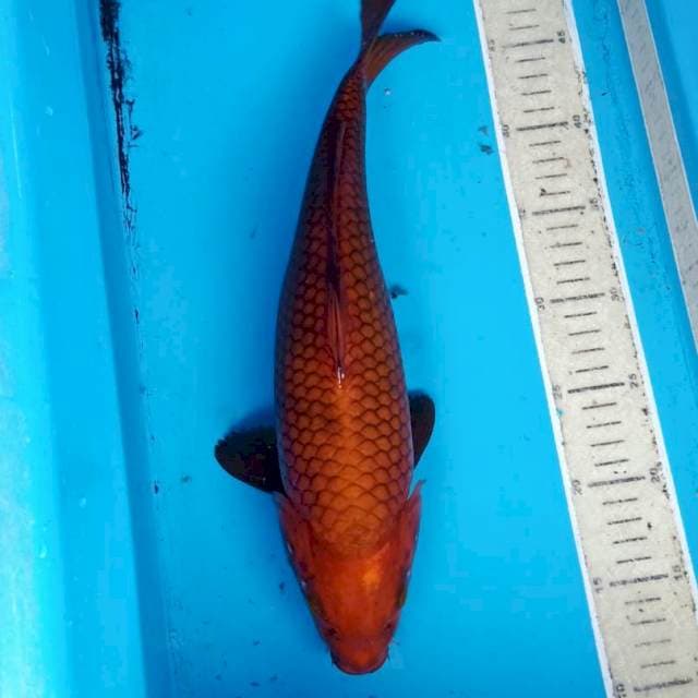 Chagoi tembaga 40bu