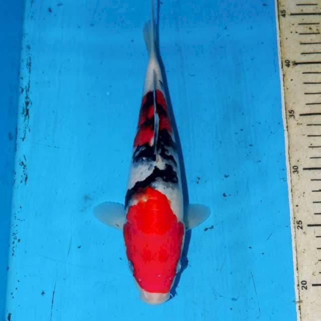 SANKE 26cm