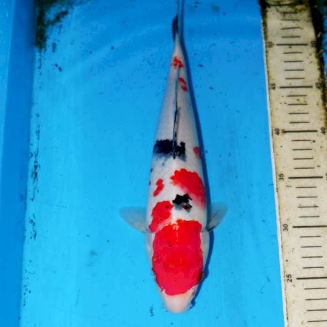 SANKE TSUBOSUMI 32cm