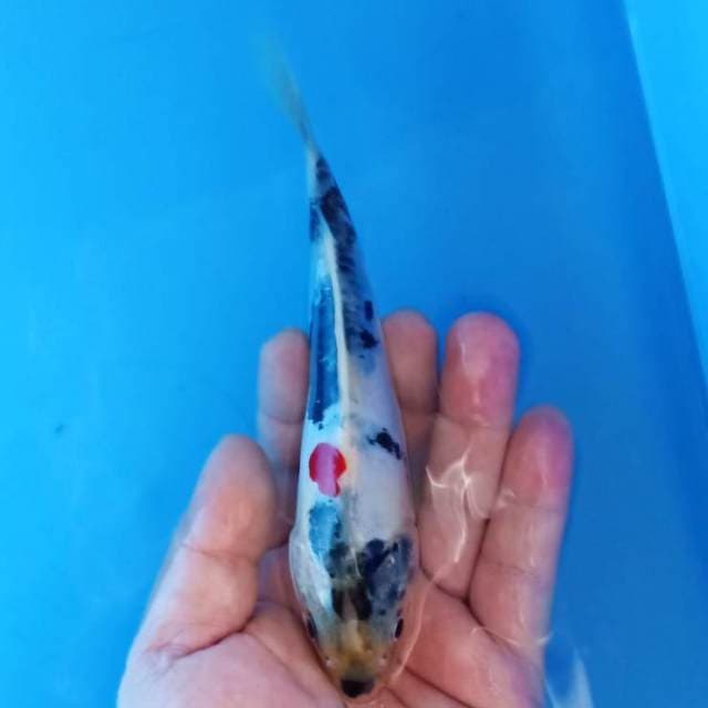 ahowa doitsu tategoi 18cm