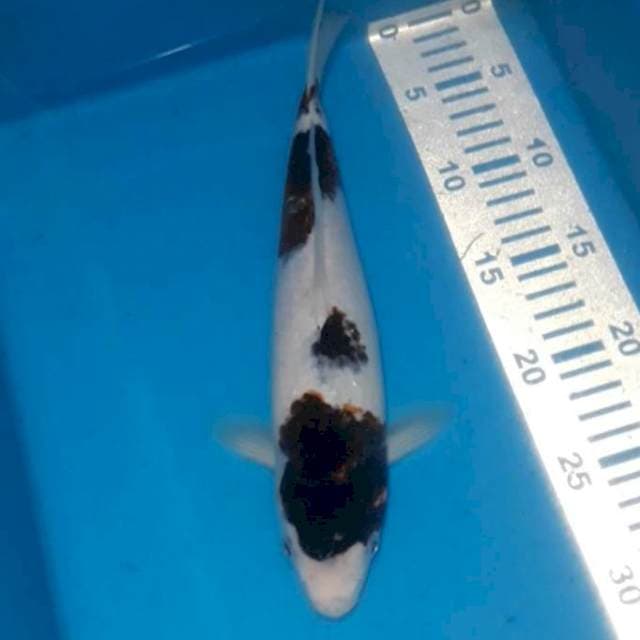 Goromo 29 cm