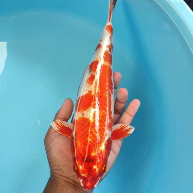 Hikari 32cm